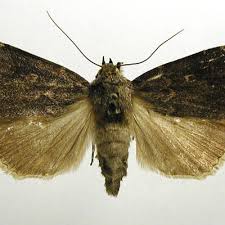 Attēlu rezultāti vaicājumam “Amphipyra perflua”