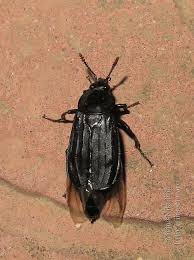 Attēlu rezultāti vaicājumam “Necrodes littoralis”