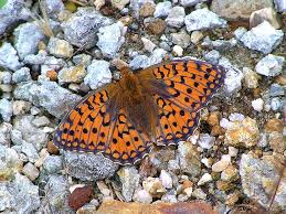 Attēlu rezultāti vaicājumam “Argynnis niobe”