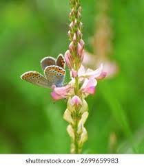 Attēlu rezultāti vaicājumam “Onobrychis arenaria leaf”