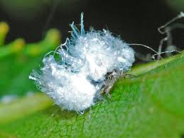 Attēlu rezultāti vaicājumam “Psylla alni”