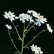 Image result for Iberis amara