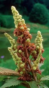 Attēlu rezultāti vaicājumam “Rumex thyrsiflorus”