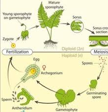 Attēlu rezultāti vaicājumam “Seligeria donniana sporophyte”