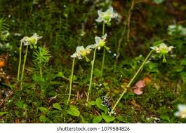 Attēlu rezultāti vaicājumam “Moneses uniflora leaf”