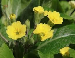 Image result for Schlüsselblumen