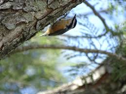 Image result for Sitta canadensis