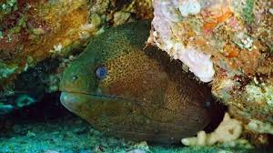 Image result for Gymnothorax moringa