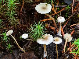 Attēlu rezultāti vaicājumam “Collybia sp.”