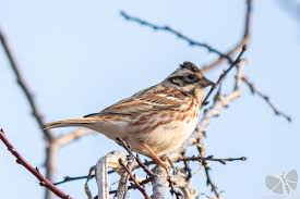 Image result for Emberiza rustica