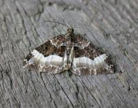 Attēlu rezultāti vaicājumam “Euphyia unangulata”