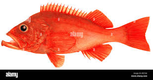 Image result for Sebastes