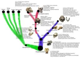 Image result for Evolution Stammbaum