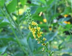 Attēlu rezultāti vaicājumam “Agrimonia pilosa”