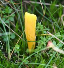 Attēlu rezultāti vaicājumam “Clavulinopsis helvola”