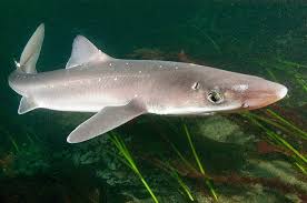 Image result for Squalus acanthias