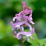 Attēlu rezultāti vaicājumam “Corydalis cava fruit”