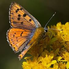 Attēlu rezultāti vaicājumam “Lycaena alciphron underside”