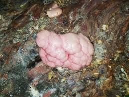 Attēlu rezultāti vaicājumam “Amaurochaete fusiformis macro”