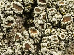 Attēlu rezultāti vaicājumam “Lecanora chlarotera”