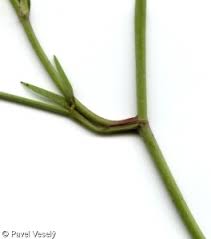 Attēlu rezultāti vaicājumam “Trifolium medium bud”