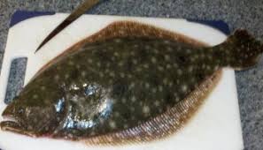 Image result for Pseudopleuronectes americanus