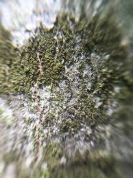 Attēlu rezultāti vaicājumam “Scoliciosporum chlorococcum”