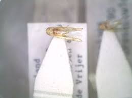 Attēlu rezultāti vaicājumam “Edwardsiana geometrica”