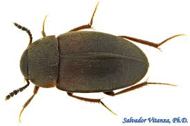 Attēlu rezultāti vaicājumam “Leiodidae”