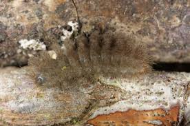 Attēlu rezultāti vaicājumam “Miltochrista miniata”