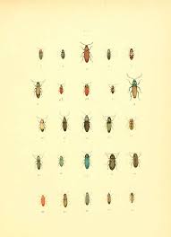 Attēlu rezultāti vaicājumam “Selatosomus cruciatus”