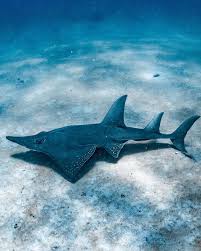 Image result for Rhynchobatus australiae