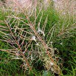 Attēlu rezultāti vaicājumam “Epilobium angustifolium fruit”