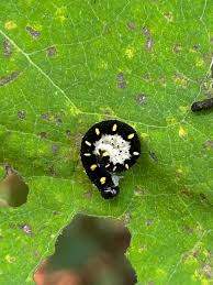 Attēlu rezultāti vaicājumam “Tenthredo mandibularis”