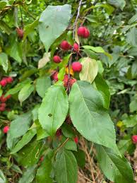 Attēlu rezultāti vaicājumam “Malus prunifolia”