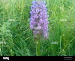 Attēlu rezultāti vaicājumam “Dactylorhiza majalis subsp. baltica leaf”