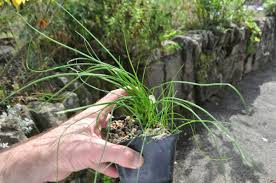 Attēlu rezultāti vaicājumam “Triglochin palustre fruit”