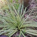 Attēlu rezultāti vaicājumam “Carex ornithopoda fruit”