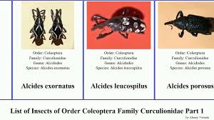 Attēlu rezultāti vaicājumam “Anthonomus phyllocola”