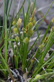 Attēlu rezultāti vaicājumam “Carex lepidocarpa leaf”