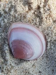 Attēlu rezultāti vaicājumam “Macoma baltica”