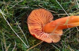 Attēlu rezultāti vaicājumam “Hygrocybe sp.”