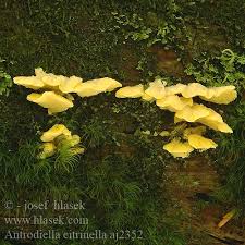 Attēlu rezultāti vaicājumam “Flaviporus citrinellus”