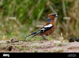 Attēlu rezultāti vaicājumam “Fringilla coelebs male”