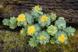 Attēlu rezultāti vaicājumam “Rhodiola rosea flower”