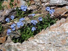 Attēlu rezultāti vaicājumam “Myosotis laxa subsp. baltica”