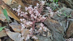 Attēlu rezultāti vaicājumam “Sedum hispanicum flower”