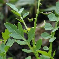 Attēlu rezultāti vaicājumam “Rorippa amphibia leaf”