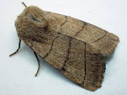 Attēlu rezultāti vaicājumam “Charanyca trigrammica”