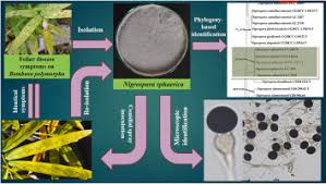 Attēlu rezultāti vaicājumam “Badhamia capsulifera var. arborea spores”